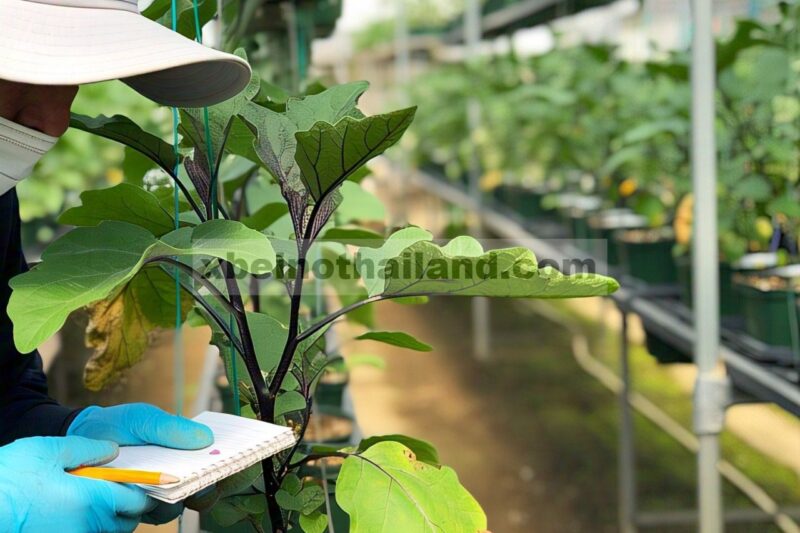 Kemampuan menekan penggunaan substrat jamur bekas terhadap penyakit layu Verticillium pada terong