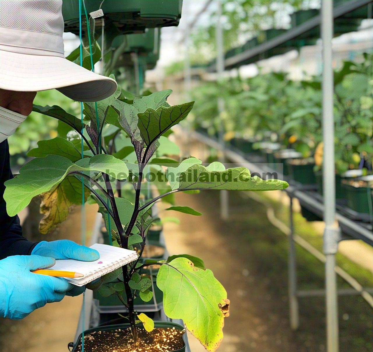 Kemampuan menekan penggunaan substrat jamur bekas terhadap penyakit layu Verticillium pada terong