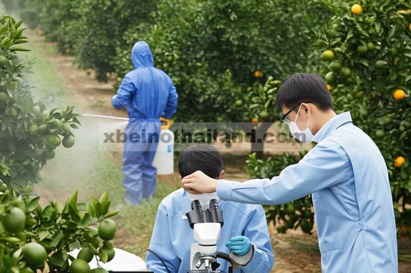 Mutasi genetik dan resistensi insektisida pada Diaphorina citri : studi perbandingan antar wilayah perkebunan jeruk di Cina
