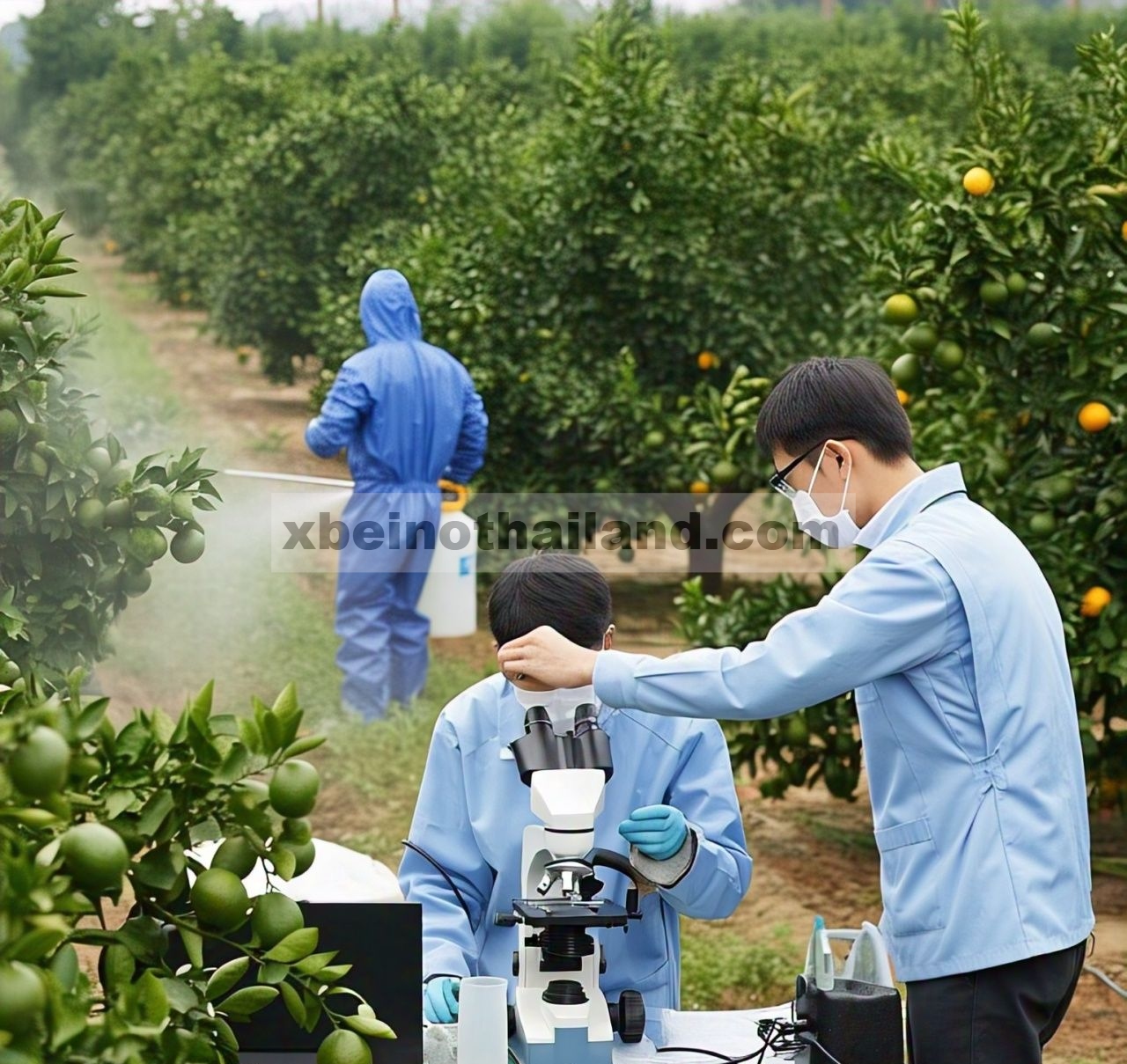 Mutasi genetik dan resistensi insektisida pada Diaphorina citri : studi perbandingan antar wilayah perkebunan jeruk di Cina
