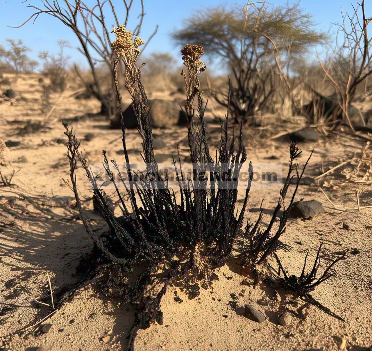 Pengaruh waktu kebakaran terhadap kapasitas regenerasi spesies Helichrysum di Tanzania