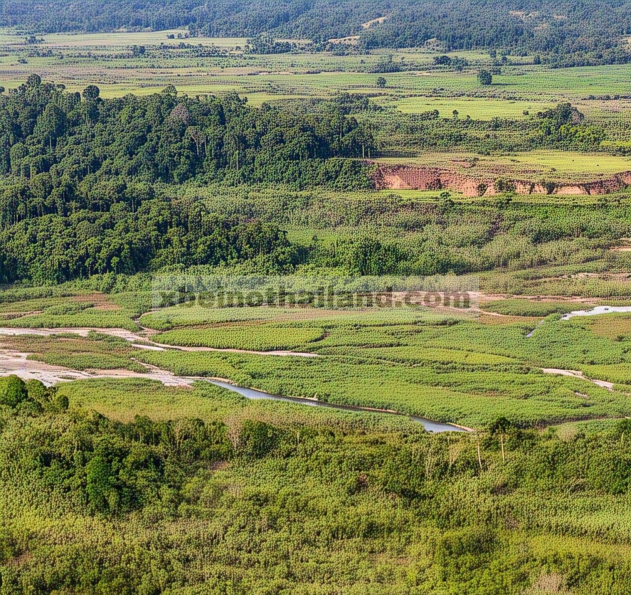Karakteristik Suksesi Vegetasi Spasial dan Temporal di Daerah Aliran Sungai Kuning dan Dampaknya terhadap Limpasan