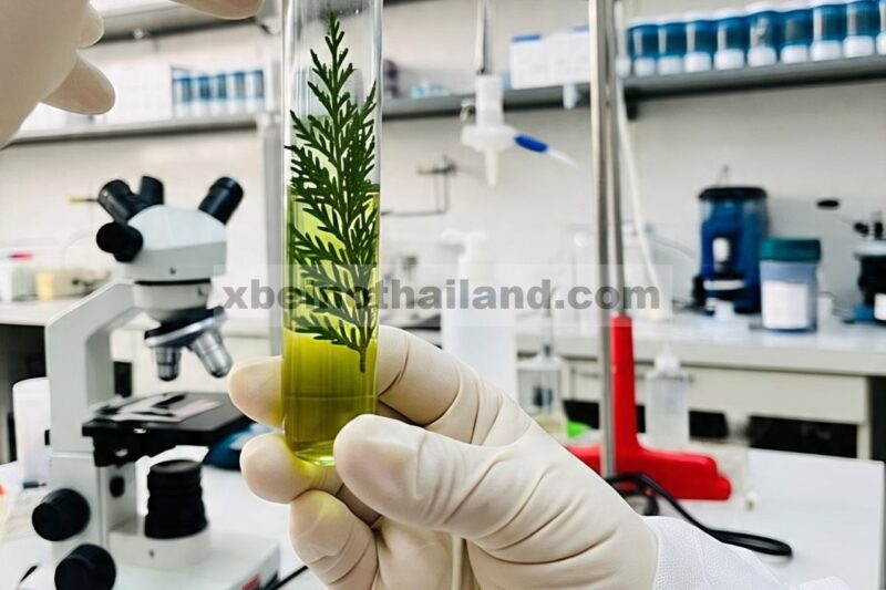 Profil Komputasional dan Molekuler Sifat Antikanker Thuja occidentalis L. Dari Punjab Selatan