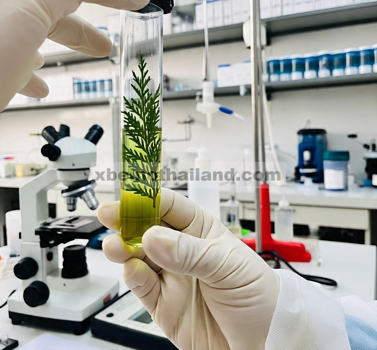 Profil Komputasional dan Molekuler Sifat Antikanker Thuja occidentalis L. Dari Punjab Selatan