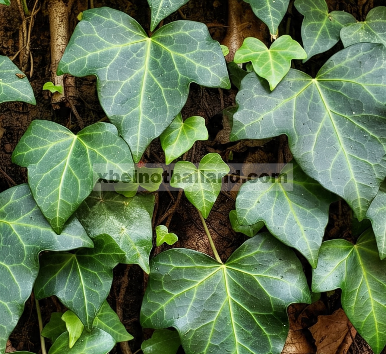 Pengaruh Karakteristik Tanah terhadap Fitokimia Daun Evergreen Ivy ( Hedera helix L.) di Hutan Gugur