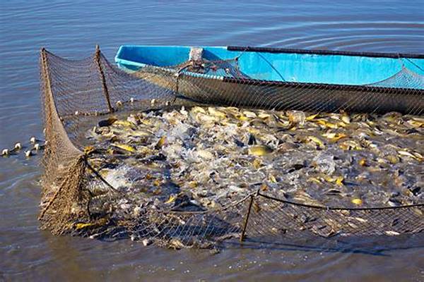Penangkapan Ikan Berlebih