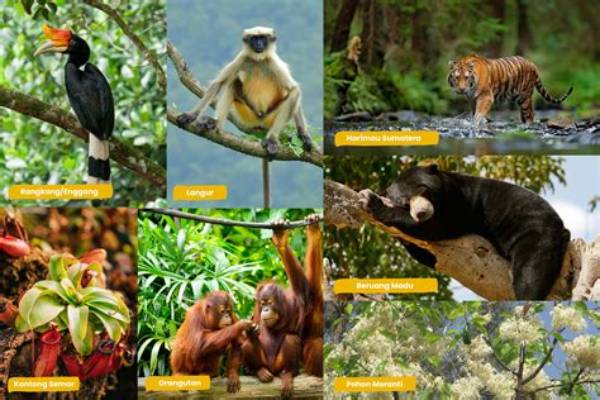 Fauna Hutan